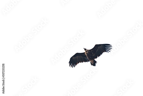 Bottom view of vulture flying isolated on white background