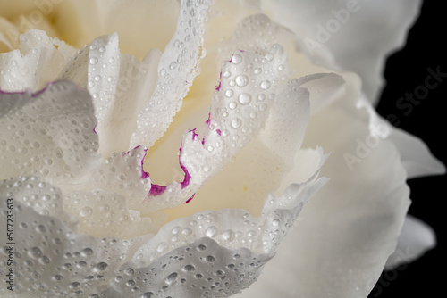 white peony petals with dew drops