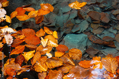 autumn beech leafs float in water