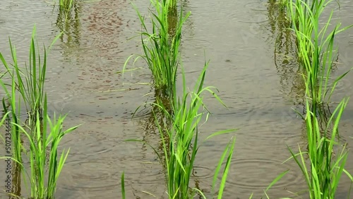 田植えの終わった田んぼに振り始めた雨