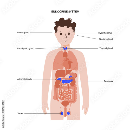 Human endocrine system