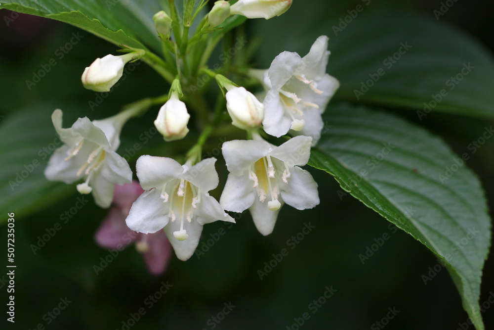 Small white flower bunch of Small white flower bunch of