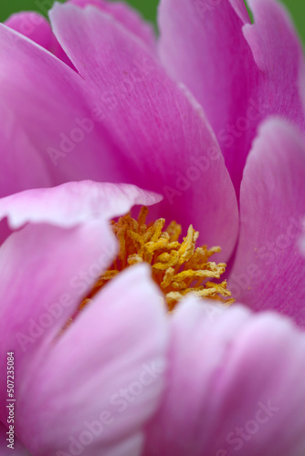 Blooming bright pink  Chinese peony Shakuyaku   flower head close up macro photography.