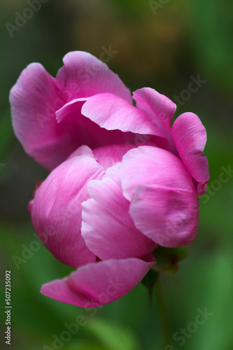 Blooming bright pink "Chinese peony(Shakuyaku)" flower head close up macro photography.