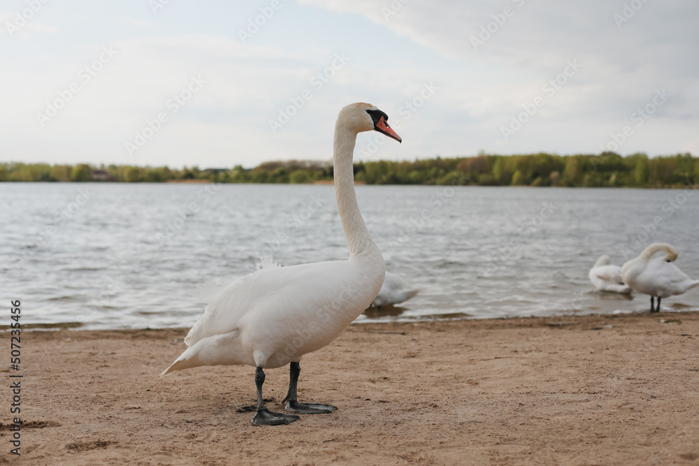 Graceful white swans on the lake. Mute swans, wildlife scene Graceful white swans on the lake. Mute swans, wildlife scene