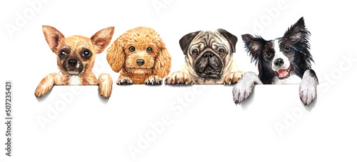 watercolor Shihuahua, Poodle, Pug and border collie with blank board. Dogs set above banner. dogs holding sign or banner. Dogs hanging paws over white sign. Isolated on white background.