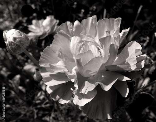 macro monocromatica di splendido tulipano al sole