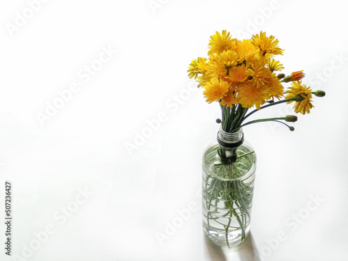 ペットボトルに入れたブタナ（タンポポモドキ）の花束　白背景