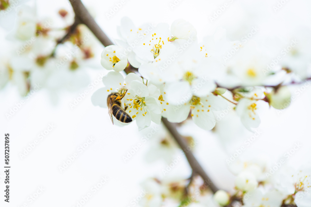 Close-up of a honey bee on a spring flower of a white cherry blossom