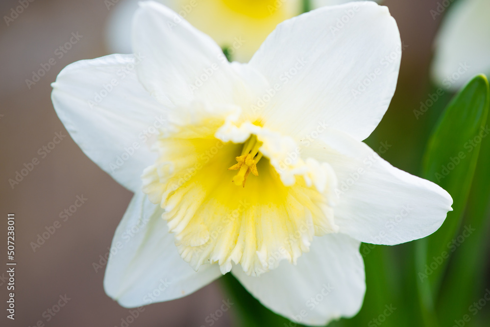 One very beautiful white narcissus flower with white and yellow petals on a green leaf background. One very beautiful white narcissus flower with white and yellow petals on a green leaf background.