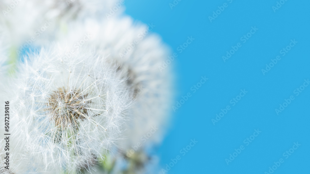 Obraz premium Macro nature. dandelion at sky background. Freedom to Wish. Dandelion silhouette fluffy flower. Seed macro closeup. Soft focus. Goodbye Summer. Hope and dreaming concept. Fragility. Springtime.