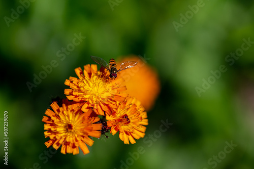 close-up of a hoverfly (Syrphidae) on an orange hawk bit (Hieracium aurantiacum) photo
