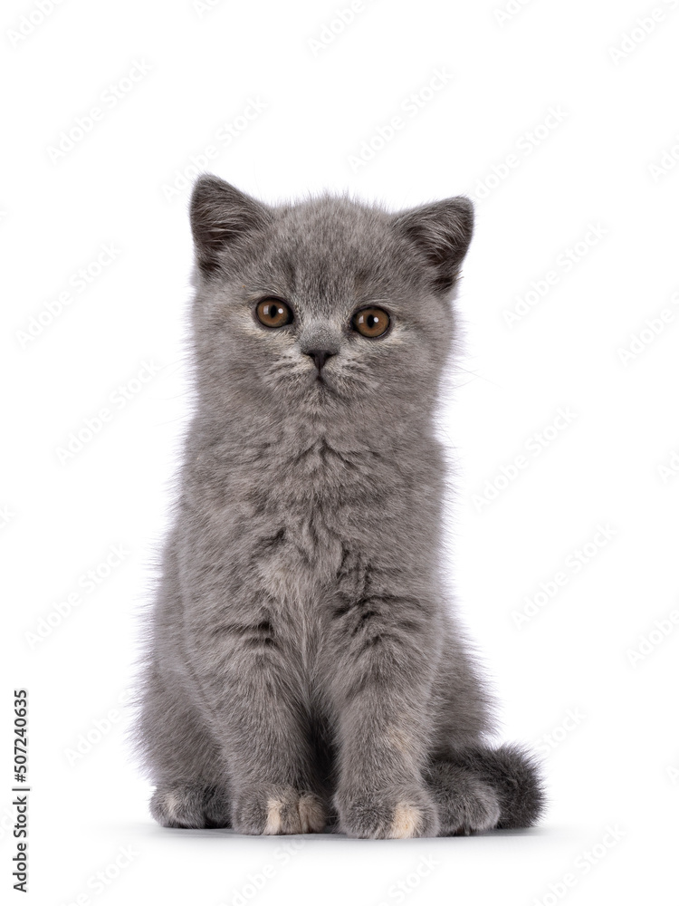 Cute little blue tortie British Shorthair cat kitten with adorable colored toes, sitting up facing front. Looking straight to camera. Isolated on a white background.