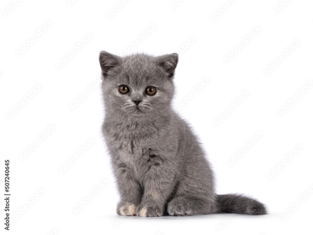 Cute little blue tortie British Shorthair cat kitten with adorable colored toes, sitting up side ways. Looking straight to camera. Isolated on a white background.
