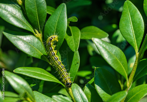 Close-up of box tree moth caterpillar, cydalima perspectalis on Buxus sempervirens bush. Bright striped pest on boxwood twig. Biggest pest for Buxus sempervirens, European box, or boxwood invasive © MarinoDenisenko
