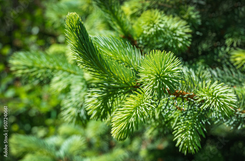 Light green  needles of a Christmas tree as a background. Blue spruce Picea pungens with new growth in ornamental garden. Nature concept for spring or Christmas design. Close-up selective focus