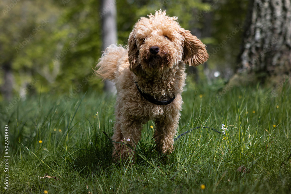 Dog, Poodle, playing in the grass on a sunny day with flowers and trees in the background Dog, Poodle, playing in the grass on a sunny day with flowers and trees in the background