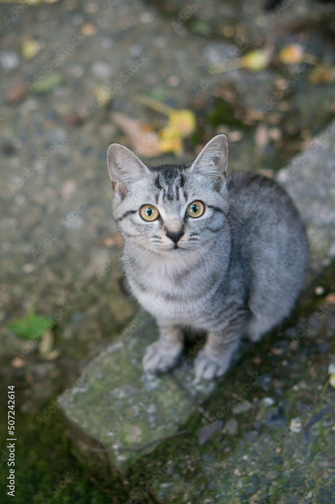 Wild cat living in a Japanese shrine Wild cat living in a Japanese shrine