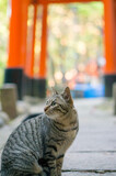 Stray cats living in Fushimi Inari Taisha Shrine in Japan