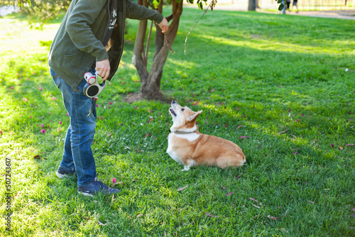 funny cute welsh corgi pembroke dog walking in the park on green grass at sunset, playing fetch and holding a stick in his mouth