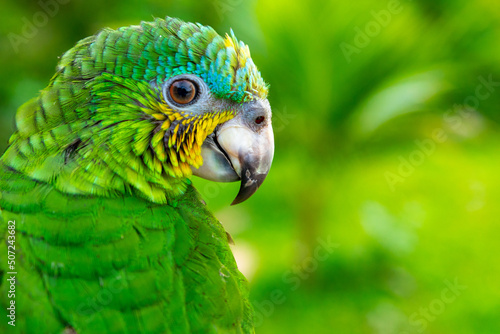 Green Parrot. Beautiful cute funny bird of green ara macaw parrot outdoor on green natural background. © Curioso.Photography