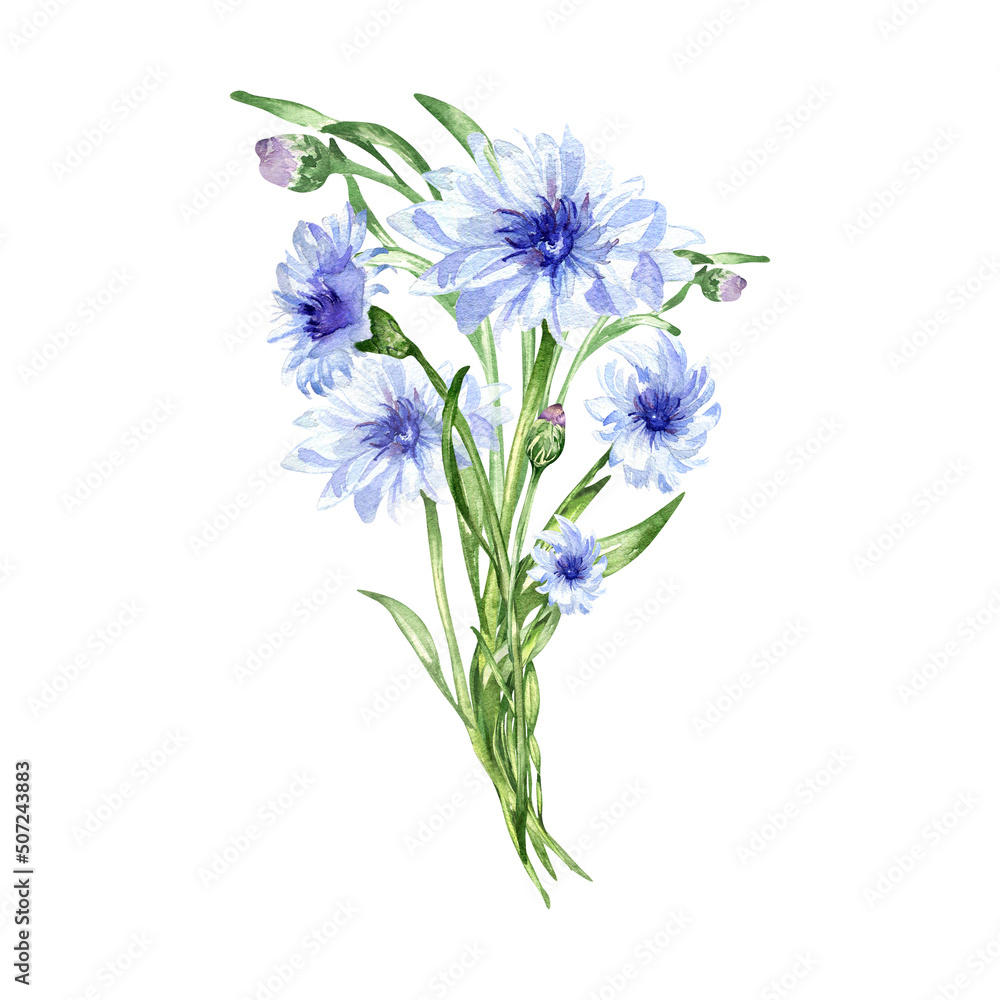 Meadow flowers bouquet, cornflower watercolor illustration on white