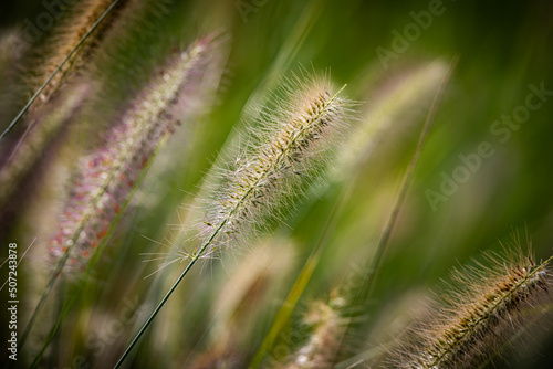 Close up of Swamp Foxtail grass seed spears isolated against a soft  colourful background in sunshine. Copy space.