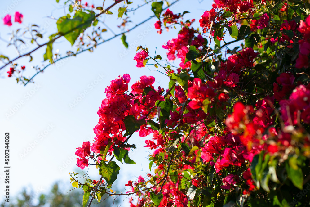 vibrant colorful beautiful bougainvillea pink red flowers in the park as natural floral background. Colorful nature and green grass