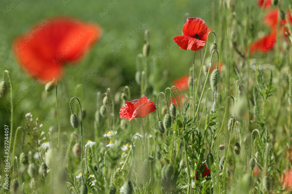 Obraz premium Piękne przydrożne czerwone maki na tle zielonego pola na wsi.