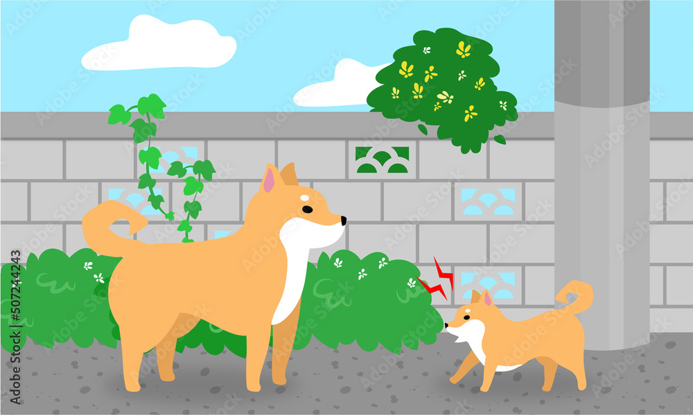 ブロック塀と柴犬