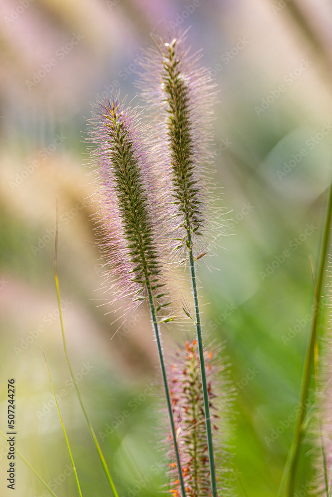 Close up of Swamp Foxtail grass seed spears isolated against a soft, colourful background in sunshine. Vertical image, portrait format. Copy space. Close up of Swamp Foxtail grass seed spears isolated against a soft, colourful background in sunshine. Vertical image, portrait format. Copy space.