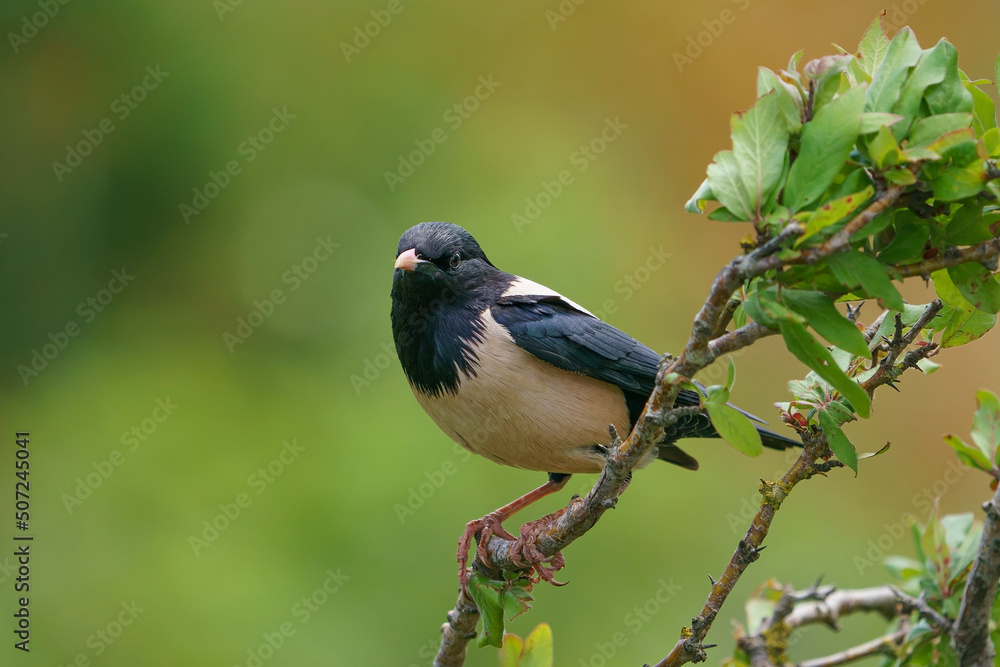 Rosy Starling (Pastor roseus) perched on a tree branch Rosy Starling (Pastor roseus) perched on a tree branch