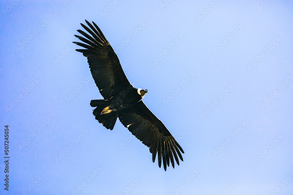 Andean condor (Vultur gryphus), one of the largest flying birds in the world, flying over the Colca Canyon in Peru on a background of mountains. Andean condor (Vultur gryphus), one of the largest flying birds in the world, flying over the Colca Canyon in Peru on a background of mountains.