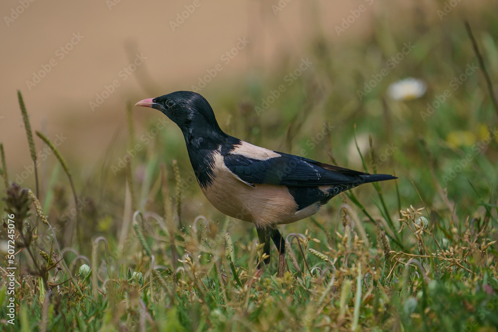 Obraz premium Rosy Starling (Pastor roseus) perched on grass