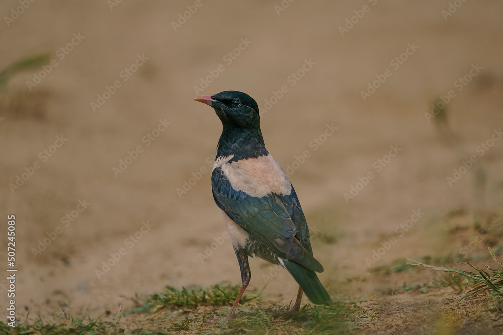 Obraz premium Wildlife, Rosy Starling (Pastor roseus) walking on dirt road