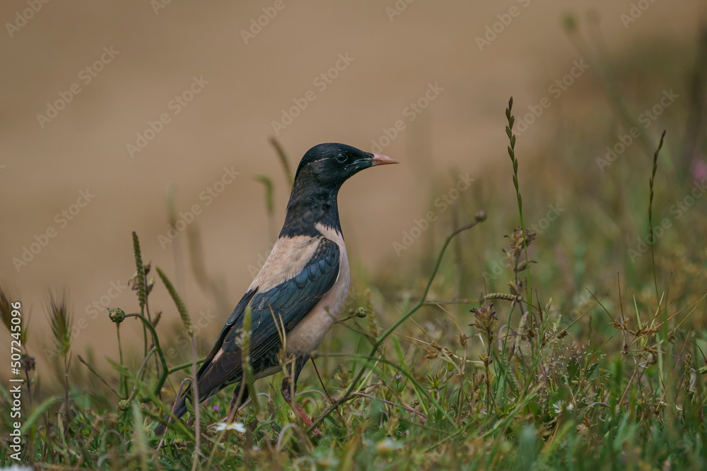 Obraz premium Rosy Starling (Pastor roseus) perched on grass