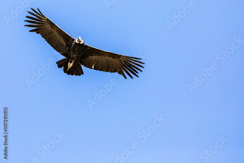 Andean condor (Vultur gryphus), one of the largest flying birds in the world, flying over the Colca Canyon in Peru on a background of mountains.