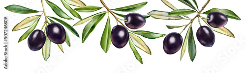 Watercolor black olives. Horizontal border with hanging branches. Dark shiny fruits with leaves. Realistic painting with fresh ripe olives. Botanical illustration on white