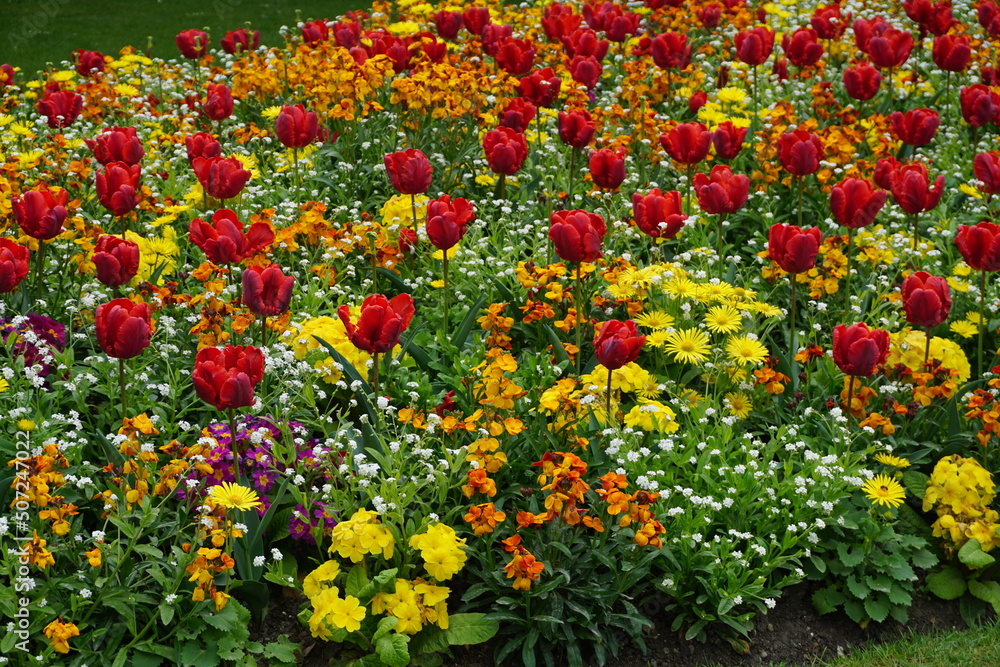 yellow  flowers, red tulips and other colorful blooms in the park