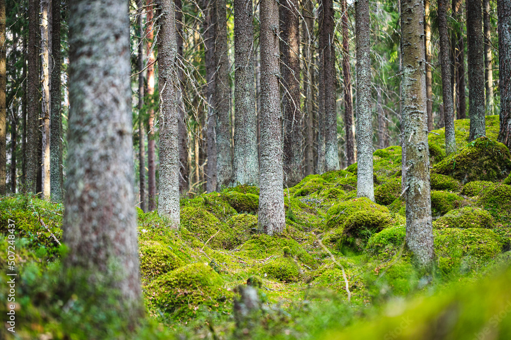 Fototapeta premium Magic spruce forest covered with moss. Selective focus.