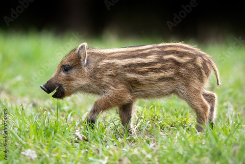 Foto Wild boar piglet walking in the spring forest