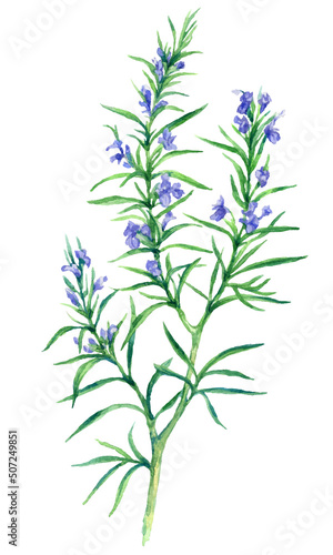 Watercolor branch of blooming rosemary isolated on white background. Vector herb illustration