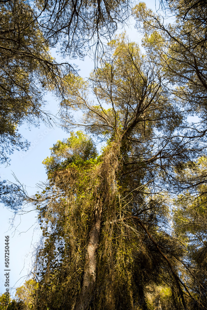 Fototapeta premium Old and big trees of the Albufera de Valencia nature reserve