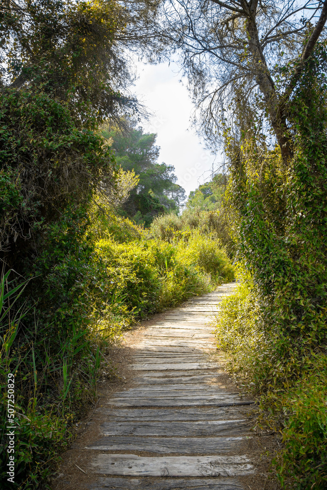 Botanical route walkway with wooden decking Botanical route walkway with wooden decking