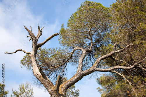 Old and big trees of the Albufera de Valencia nature reserve