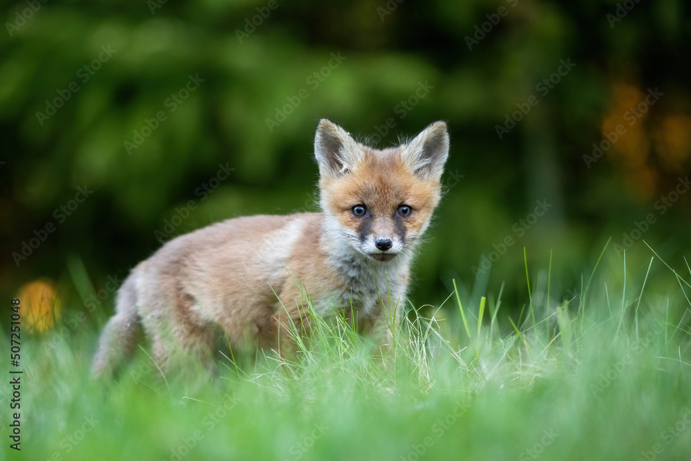 Naklejka premium Red fox kit in the forest environment