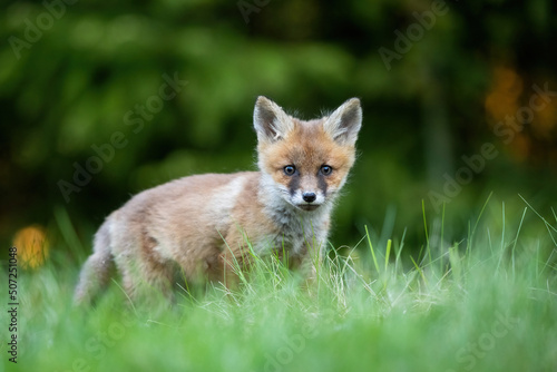 Red fox kit in the forest environment