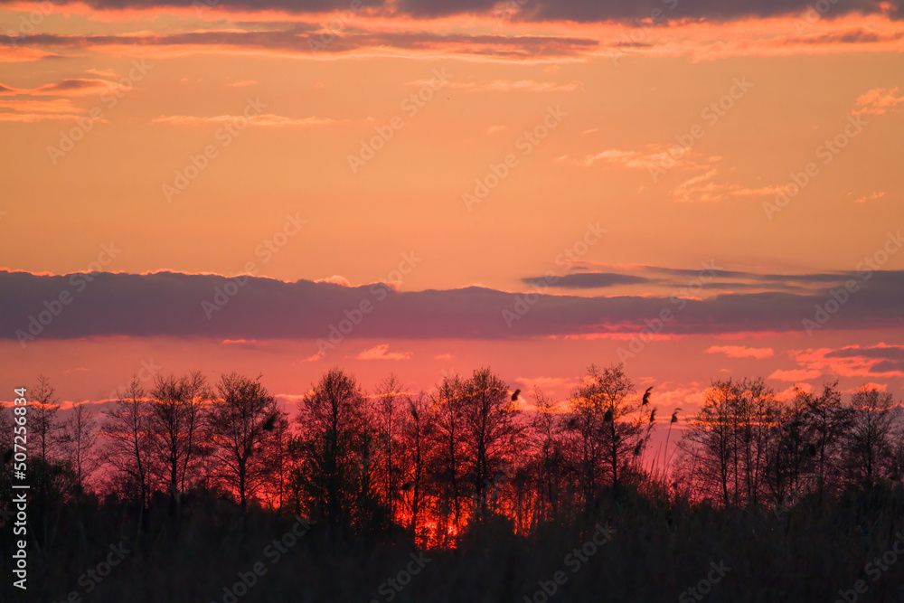 silhouette of trees against the backdrop of sunset silhouette of trees against the backdrop of sunset