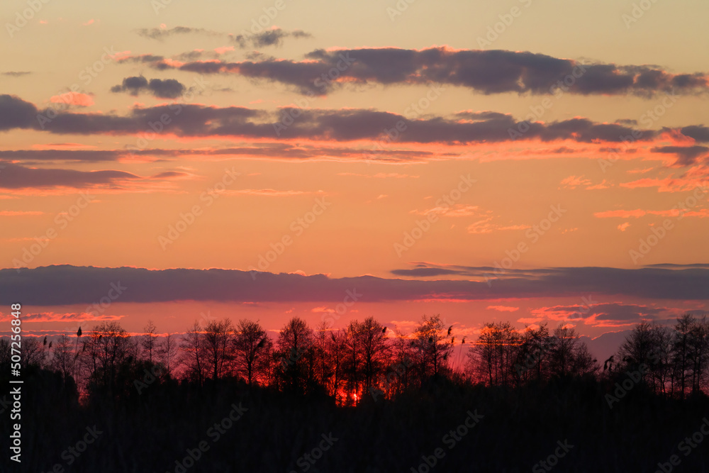 silhouette of trees against the backdrop of sunset silhouette of trees against the backdrop of sunset
