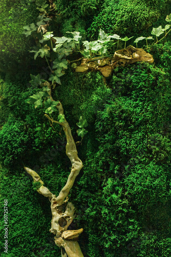 Wall in the office  decorated with stabilized moss  driftwood  ferns